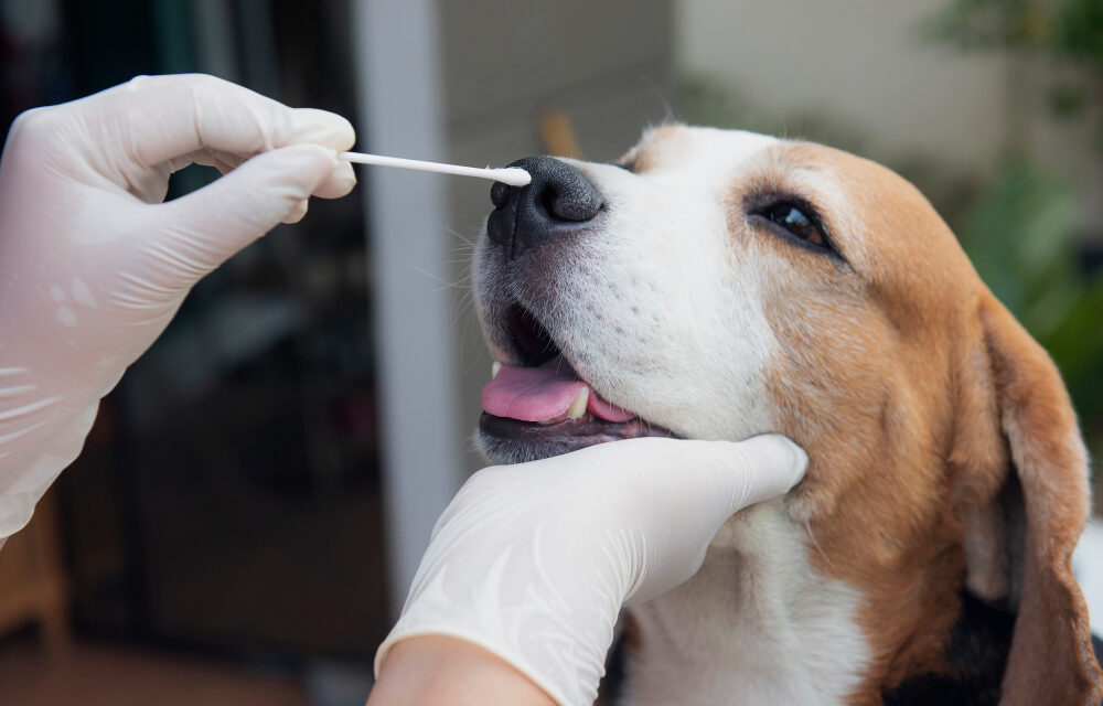 https://chug.dog/wp-content/uploads/2021/06/beagle-dog-is-being-examined-canine-nasal-infection-test-prevention-covit-infection-19-selective-focus-1000x640.jpg