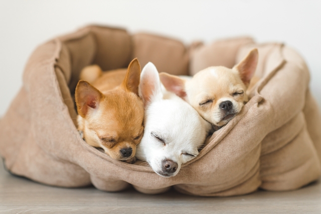 lovely cute beautiful domestic chihuahua puppies friends lying relaxing dog bed 1